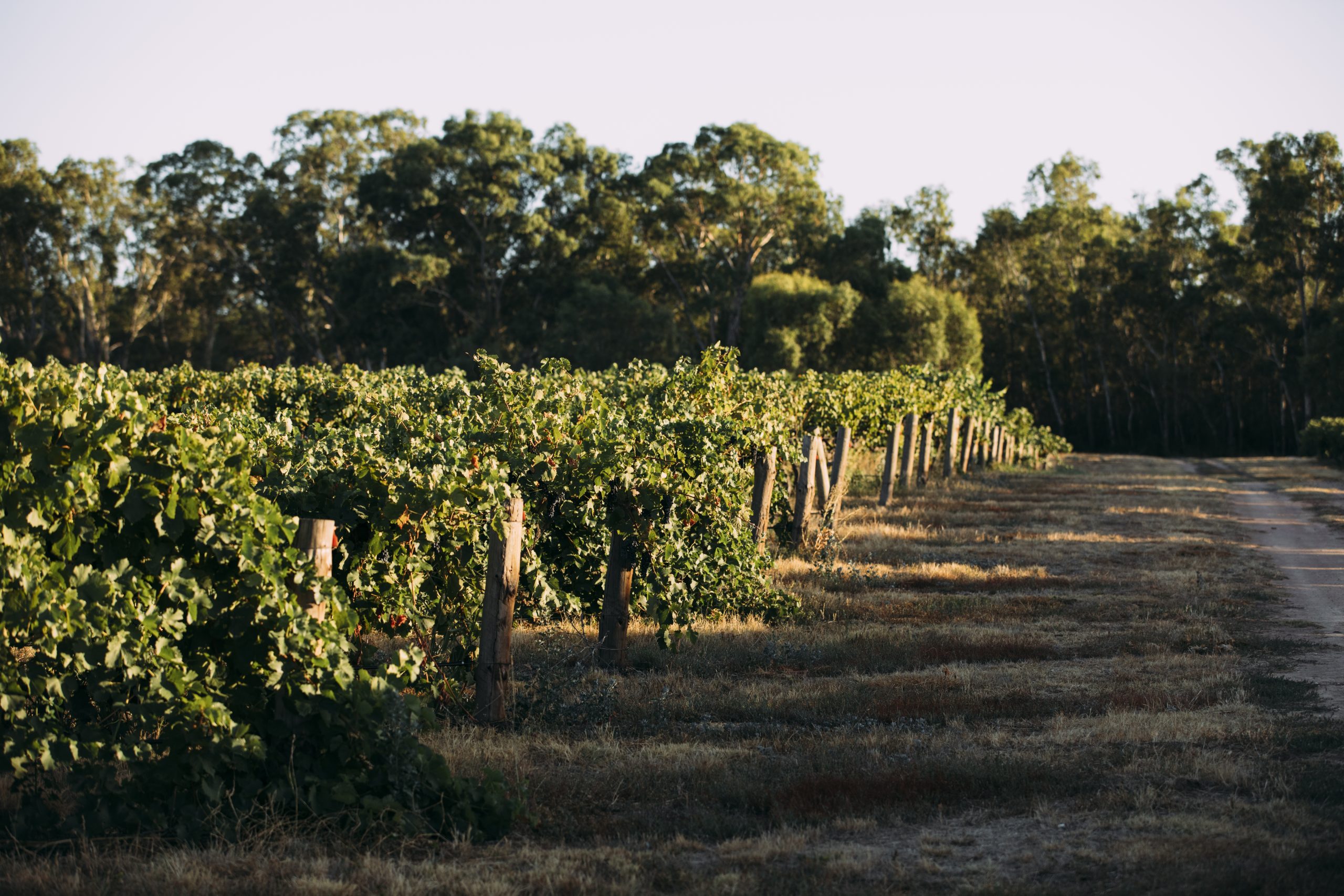 Vineyard featured in the McPherson 20 Knots portfolio
